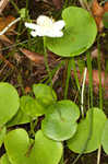 Kidneyleaf grass of Parnassus